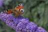 Peacock on Budleah